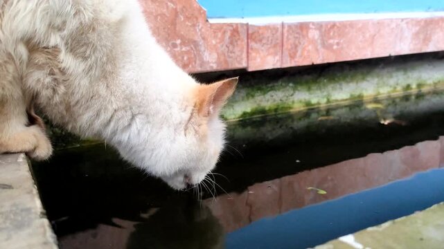 A white cat with orange ears is drinking water from a dark pool with a green algae-covered pipe, set against a red brick wall and blue background. Perfect for animals, pets, and wildlife content.
