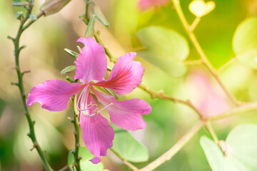 Obraz premium Pink Bauhinia Flower Blooming in Soft Morning Light with Fresh Green Background