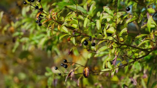 Berries on the branch of common privet Ligustrum vulgare, close-up. Black fruits. Bokeh background.