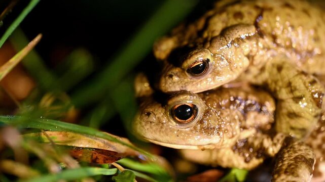 Real Time Two common toads in the forest outdoors at night. Bufo bufo in Switzerland. 