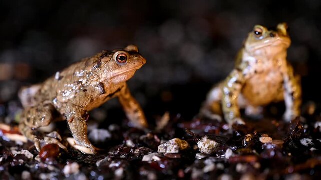 Real Time Two common toads in the forest outdoors at night. Bufo bufo in Switzerland.
