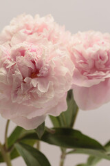 Obraz premium Close-up Pink, beige cream Peony Flower bud bouquet, leaf. Natural art background.
