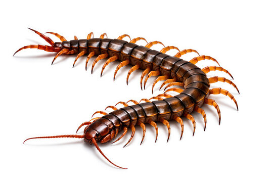 Highly detailed centipede isolated on a clean white background, showing segmented body, multiple legs and sharp antennae.  