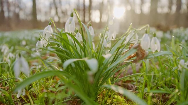 Spring snowdrops flowers in the shining sunlight, Galanthus nivalis, camera move