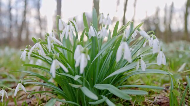 Spring snowdrops flowers in the shining sunlight, Galanthus nivalis, camera move
