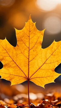 Golden maple leaf on autumn leaves