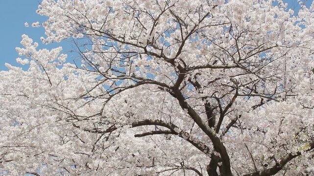 Cherry blossom tree with beautiful white flowers. High Park, Toronto. HD video.