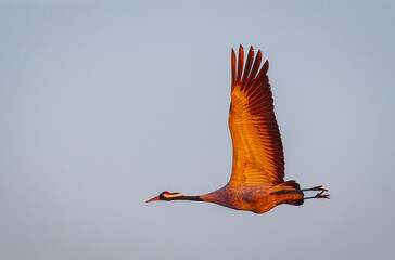 Fototapeta premium Crane bird - Grus grus, adult bird flying in sunrise light. Bird in flight. Wildlife scene of a Crane