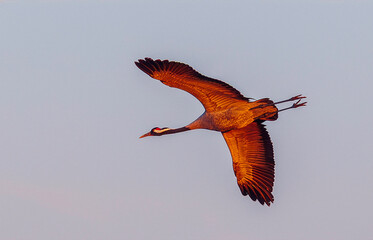 Fototapeta premium Crane bird - Grus grus, adult bird flying in sunrise light. Bird in flight. Wildlife scene of a Crane