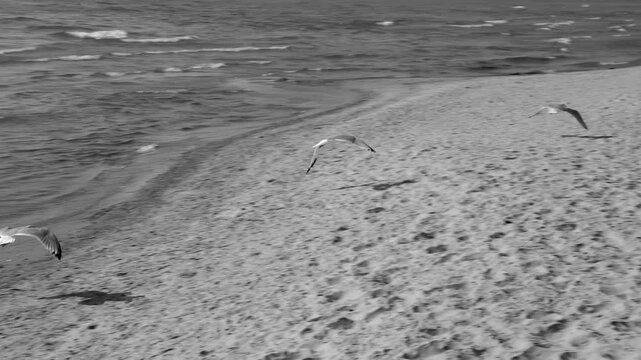 Slow motion shot of seagull in flight over beach. Black and white. PEC, Ontario, Canada. HD video.