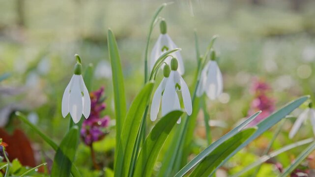 Spring snowdrops flowers in the shining sunlight, Galanthus nivalis, camera move