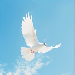 Obraz premium white dove against blue sky, natural daylight, minimalist composition, stock photography
