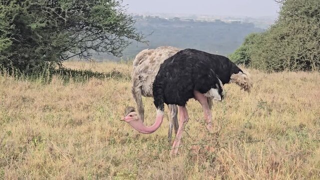 Ostrich Pair Foraging and Preening in Dry Savanna Grassland