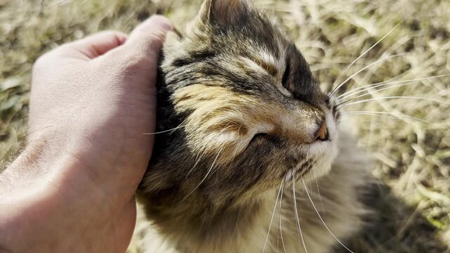 POV of male arm strokes head of cute homeless cat outdoor. Hand of man petting adorable stray kitten at sunny day. Concept of care and love to abandoned animals. Slow motion