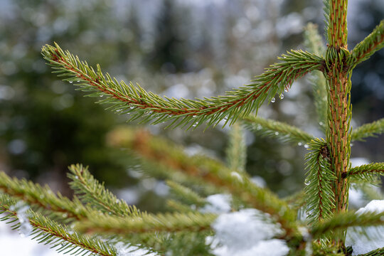 Zweig mit Wassertropfen an jungem Fichtenbaum