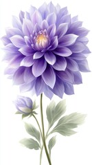 Obraz premium Purple dahlia flower blooming with green leaves illustration