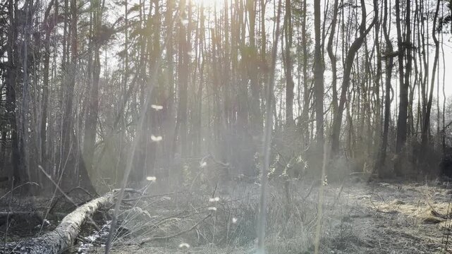 Tiny insects drift through warm sunbeams in summer woodland. Golden light filters between trees revealing countless small silhouettes in motion. Scene show forest moment filled with natural atmosphere