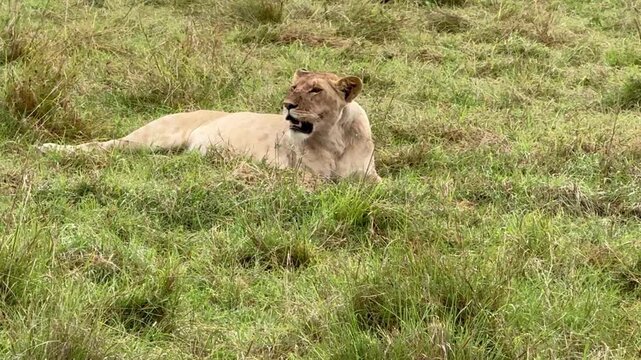 Beautiful lioness whose face is covered with flies is laying down and panting while looking around