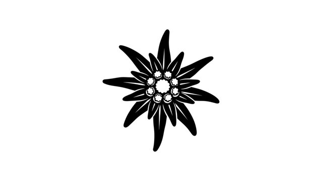 Black and white edelweiss silhouette on white background