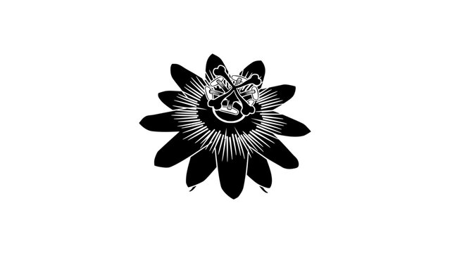 Silhouette passion flower with symmetrical petal design