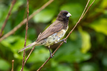 Obraz premium Seedeater on a branch