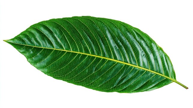 Detailed macro shot of a vibrant green kratom leaf on white
