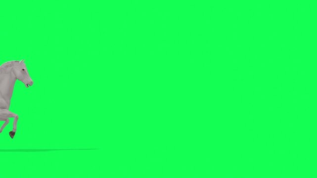4k white Horse Run cycle side view enter on the left side and exit on the right side animation Green Screen Animal, 3D Realistic Arabian horse Galloping Freely on a Vibrant rendering on the chroma key
