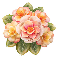 Fototapeta premium Elegant Cluster of Peach and Coral Begonias with Lush Green Foliage