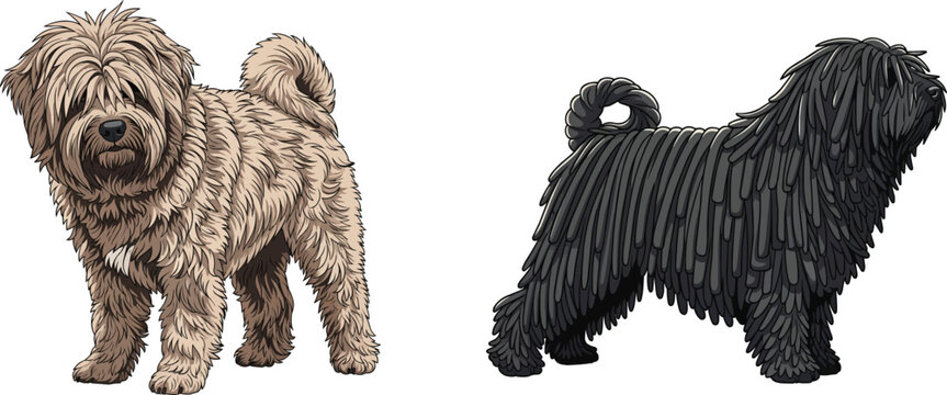 Hungarian Puli dog standing side profile facing front pose set