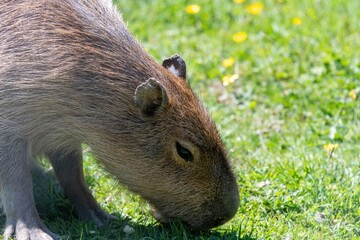 Fototapeta premium Portrait of a capybara (hydrochoerus hydrochaeris) grazing