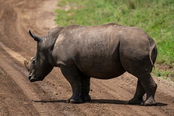 Naklejka premium Black Rhinoceros close up in the savannah of the Nairobi National park in Kenya