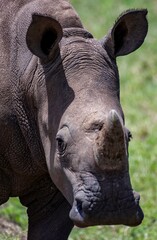 Obraz premium Black Rhinoceros close up in the savannah of the Nairobi National park in Kenya