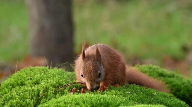 Eichh&ouml;rnchen