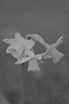 white and black dafodil