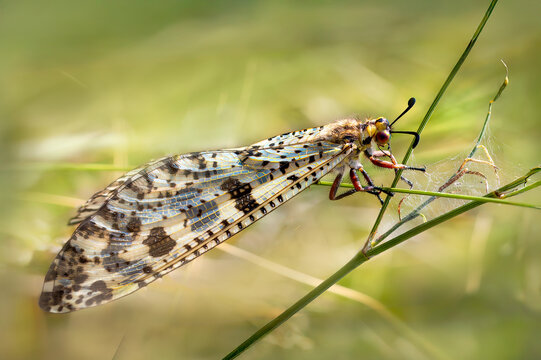 Antlion adult - Palpares libelluloides