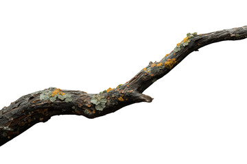 Fototapeta premium Tree branch covered with moss and lichen, creating organic nature texture with weathered bark on transparent background
