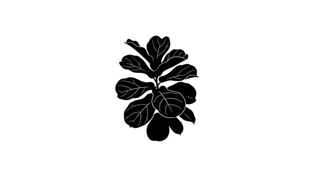 Elegant black silhouette of fiddle leaf fig plant on white background