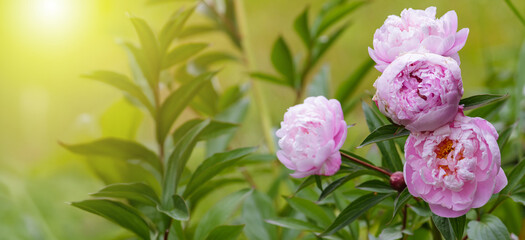 Pink peony flowers blooming in a garden with fresh green leaves and soft blurred background. Delicate spring floral scene with natural light and copy space.
