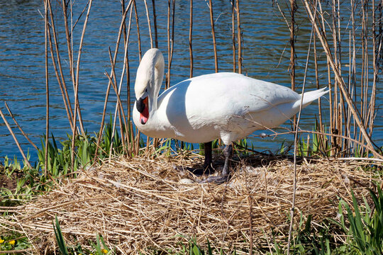 Un cygne tubercul&radic;&copy; (Cygnus olor) nicheur au plumage blanc neige, bec orange vif, onglet et narines noirs en saison de nidification, pr&radic;&trade;t pour incubation en am&radic;&copy;liorant son territoire sur un &radic;&AElig;lot