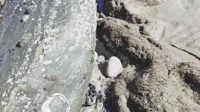 Slow panning shot of rocky tide pool surface with barnacles, seaweed and smooth pebble on sandy shoreline