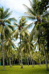 Fototapeta premium Scenic Tropical Coconut Palm Tree Grove at Port Douglas, Queensland, Australia - Lush Green Plantation