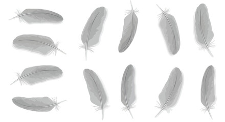 Diverse feather shapes and structures in a comparative illustration
