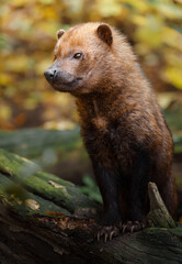 Fototapeta premium Portrait of Bush dog in zoo