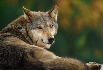Fototapeta premium Portrait of Grey wolf in zoo