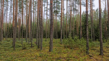 Fototapeta premium Pines, birches and spruce trees grow in the mixed forest. Fallen trees are found. Berry bushes, grass and moss grow on the ground, strewn with fallen leaves. Cloudy autumn weather and gray sky