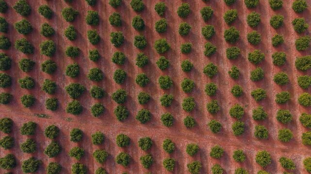 Top-down aerial view of a Spanish citrus orchard showing precise tree spacing and drip irrigation lines, illustrating modern agricultural layout and efficient water management