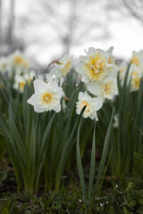 Obraz premium Blooming yellow daffodils growing outdoors in natural light. Fresh spring flowers with delicate petals symbolize renewal and the arrival of spring.Bright seasonal floral background in a garden or park