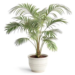 Obraz premium Palm tree in a flowerpot isolated on white background as a decorative indoor plant