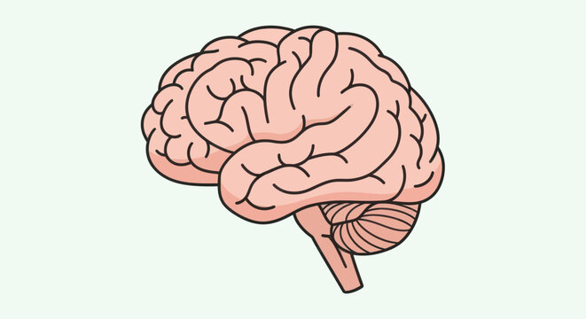 Human Brain Anatomy Medical Illustration.