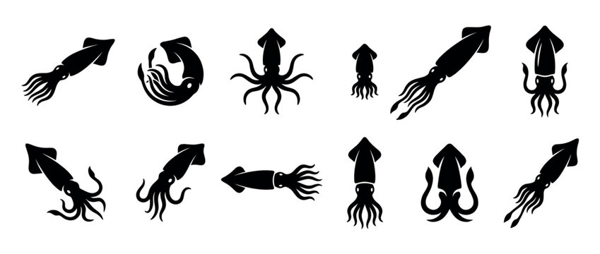 Multiple black silhouette squid icons are depicted in various graphic styles and dynamic poses, showcasing different cephalopod shapes with a clean, minimalist aesthetic